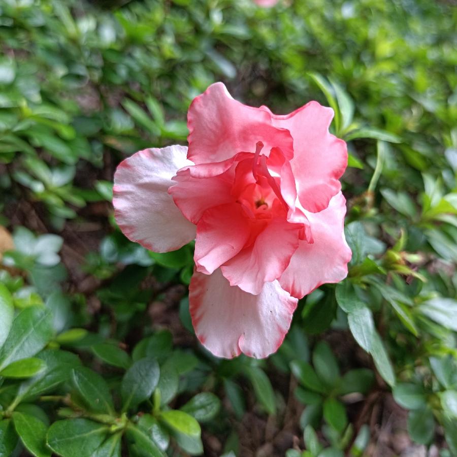 繁花似锦觅安宁（图4）