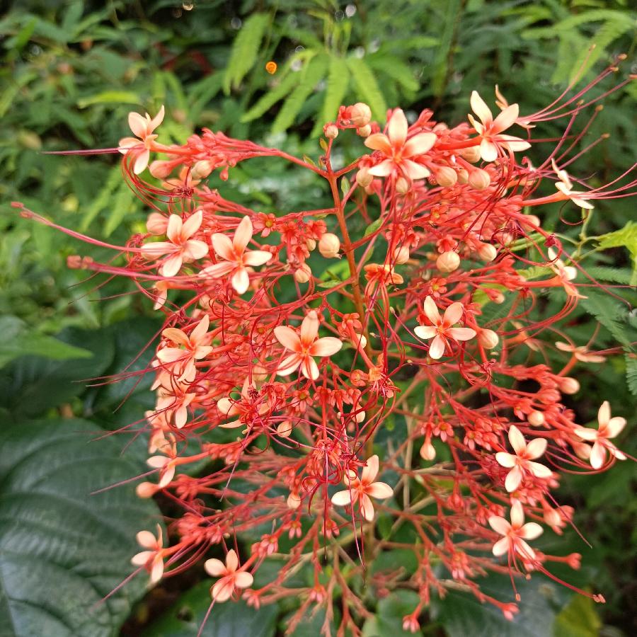 繁花似锦觅安宁（图6）