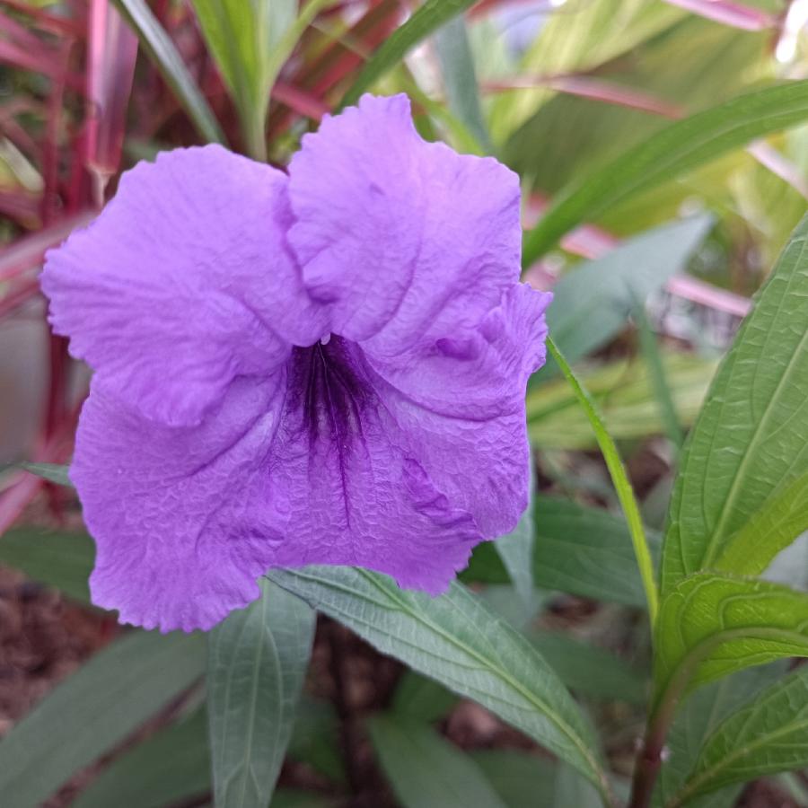繁花似锦觅安宁（图7）