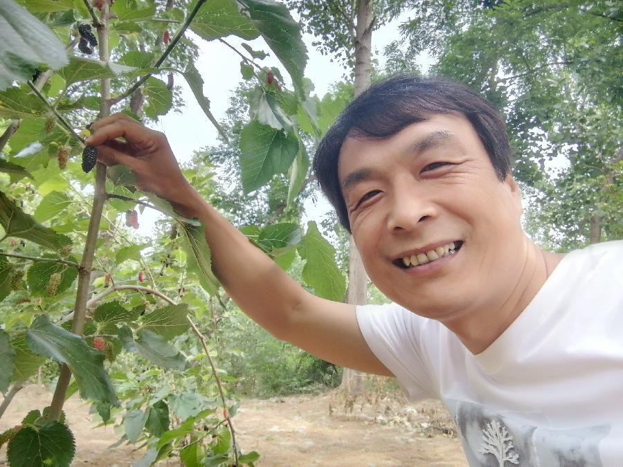 《故道文化•副刊》第一六六期：椹果成熟时（图16）