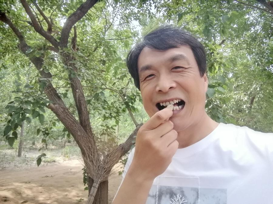 《故道文化•副刊》第一六六期：椹果成熟时（图19）