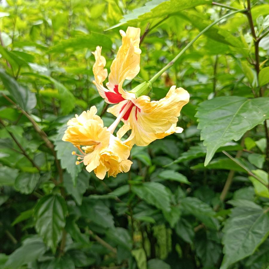 繁花似锦觅安宁（图10）