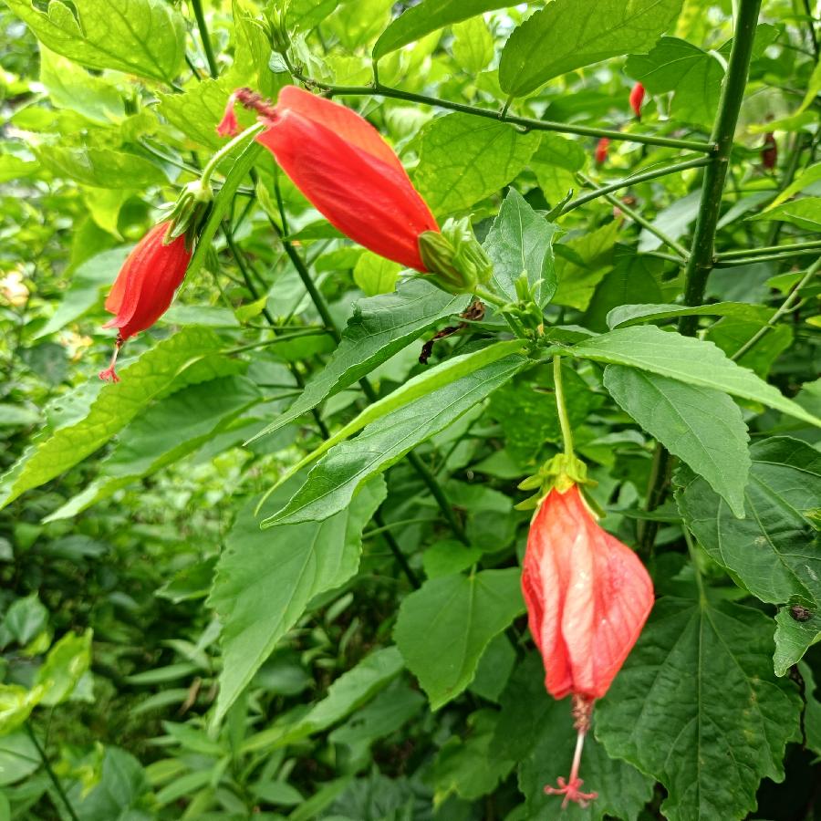 繁花似锦觅安宁（图11）