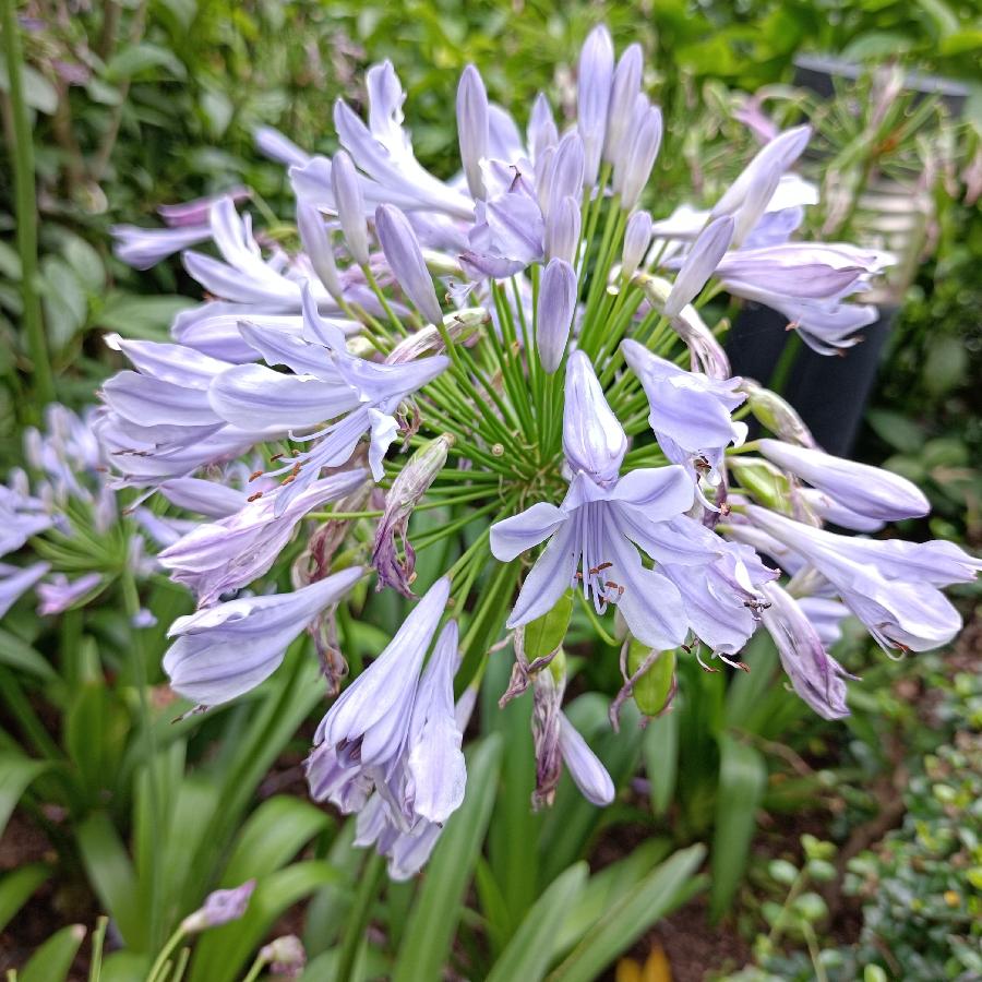 繁花似锦觅安宁（图12）