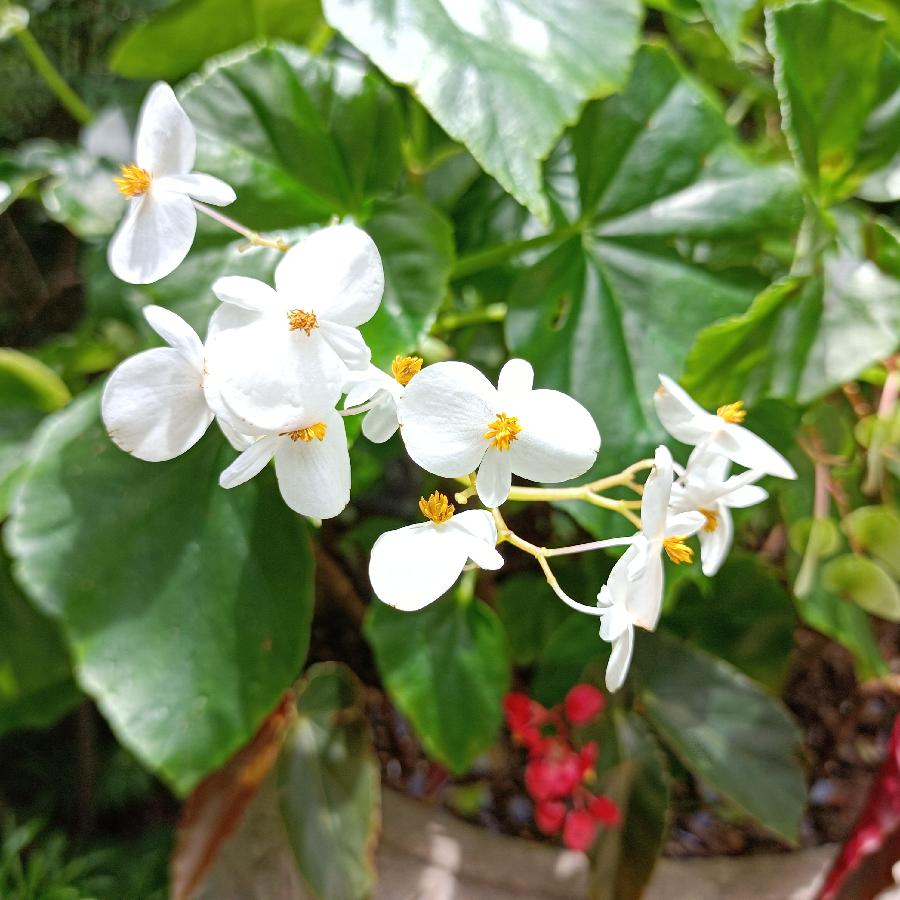繁花似锦觅安宁（图13）