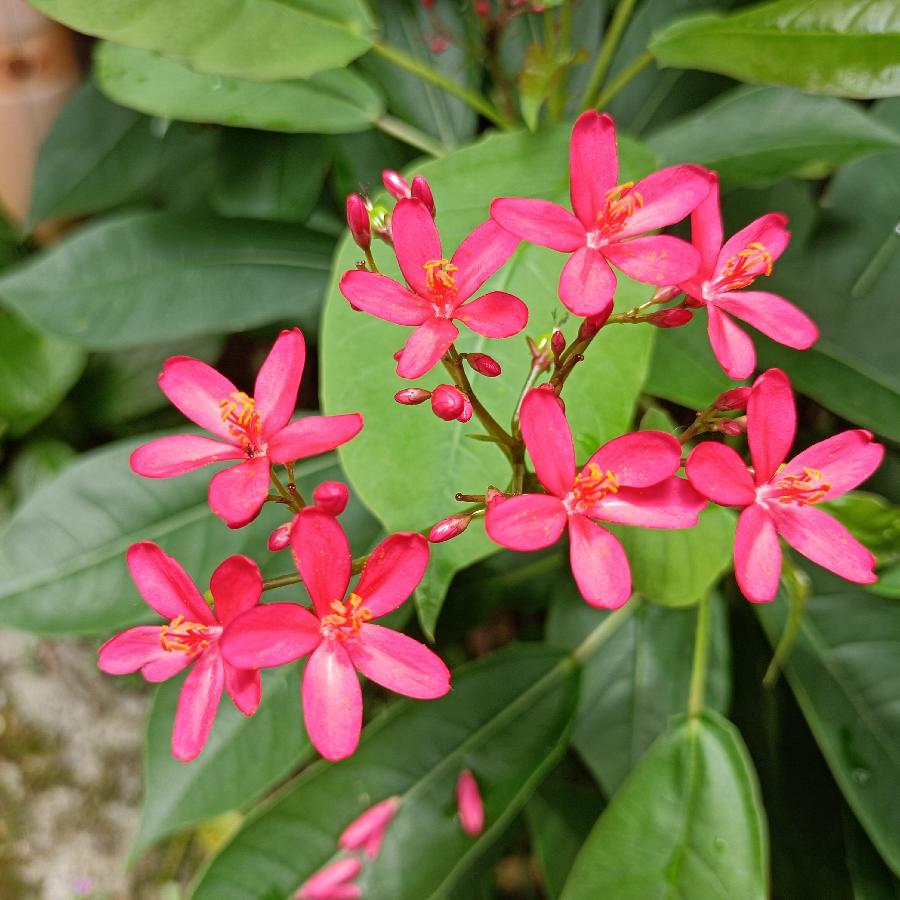 繁花似锦觅安宁（图14）