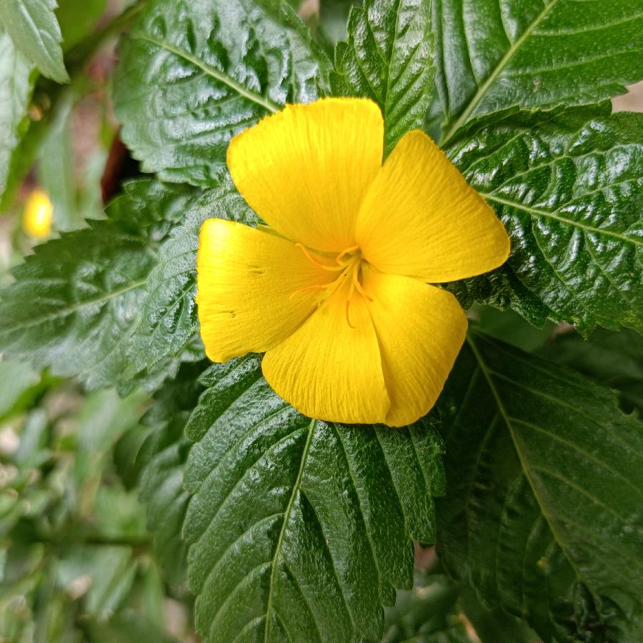 繁花似锦觅安宁（图15）