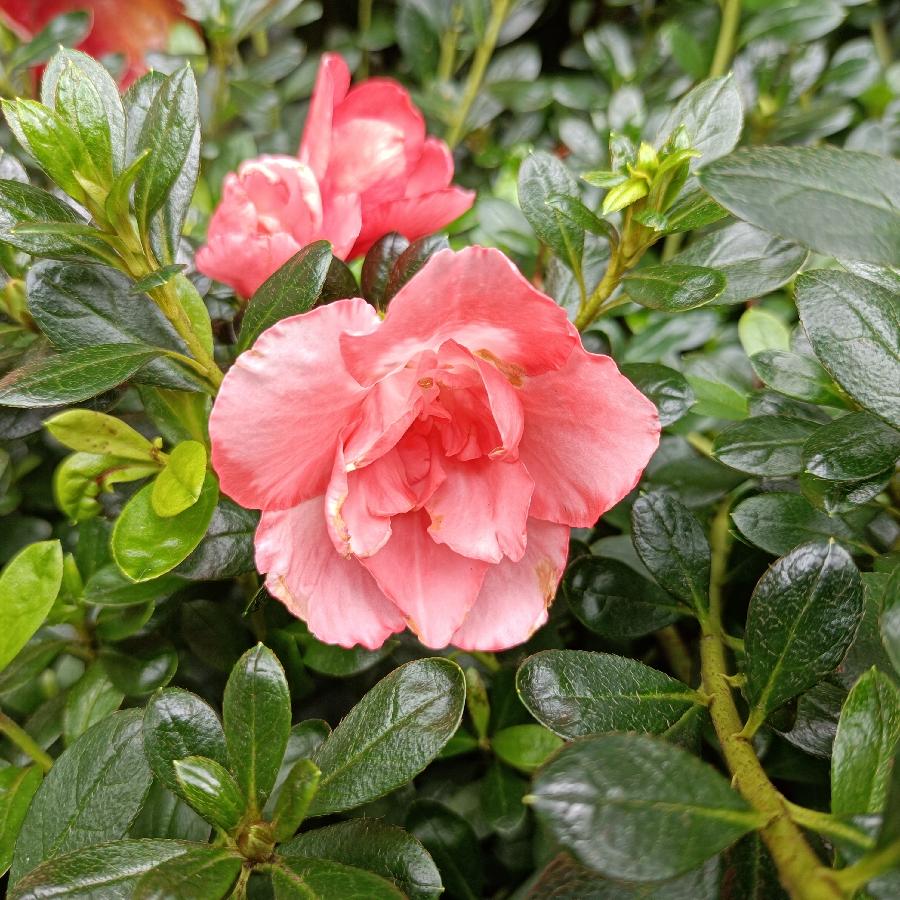 繁花似锦觅安宁（图16）