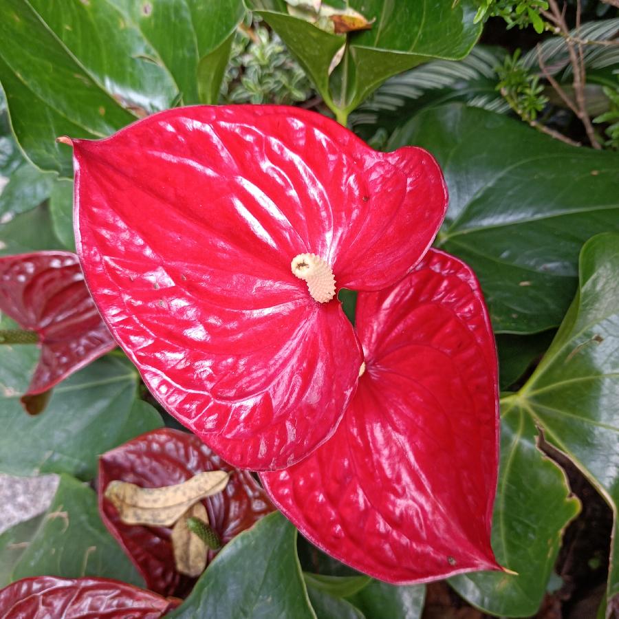 繁花似锦觅安宁（图18）