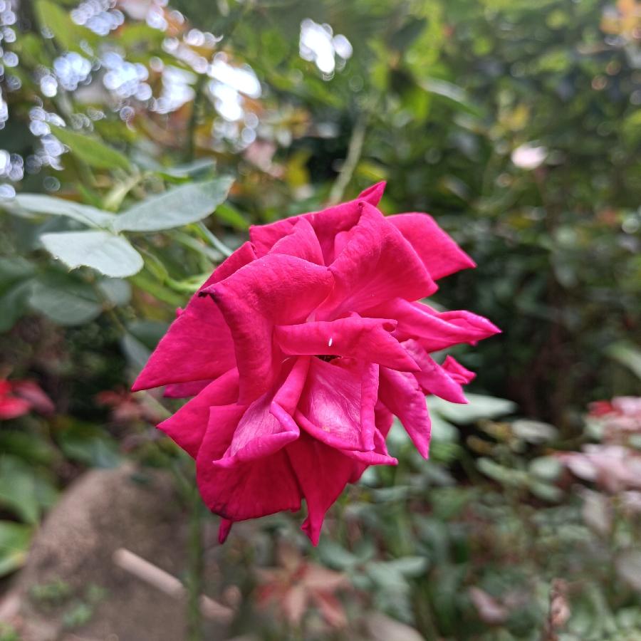 繁花似锦觅安宁（图20）