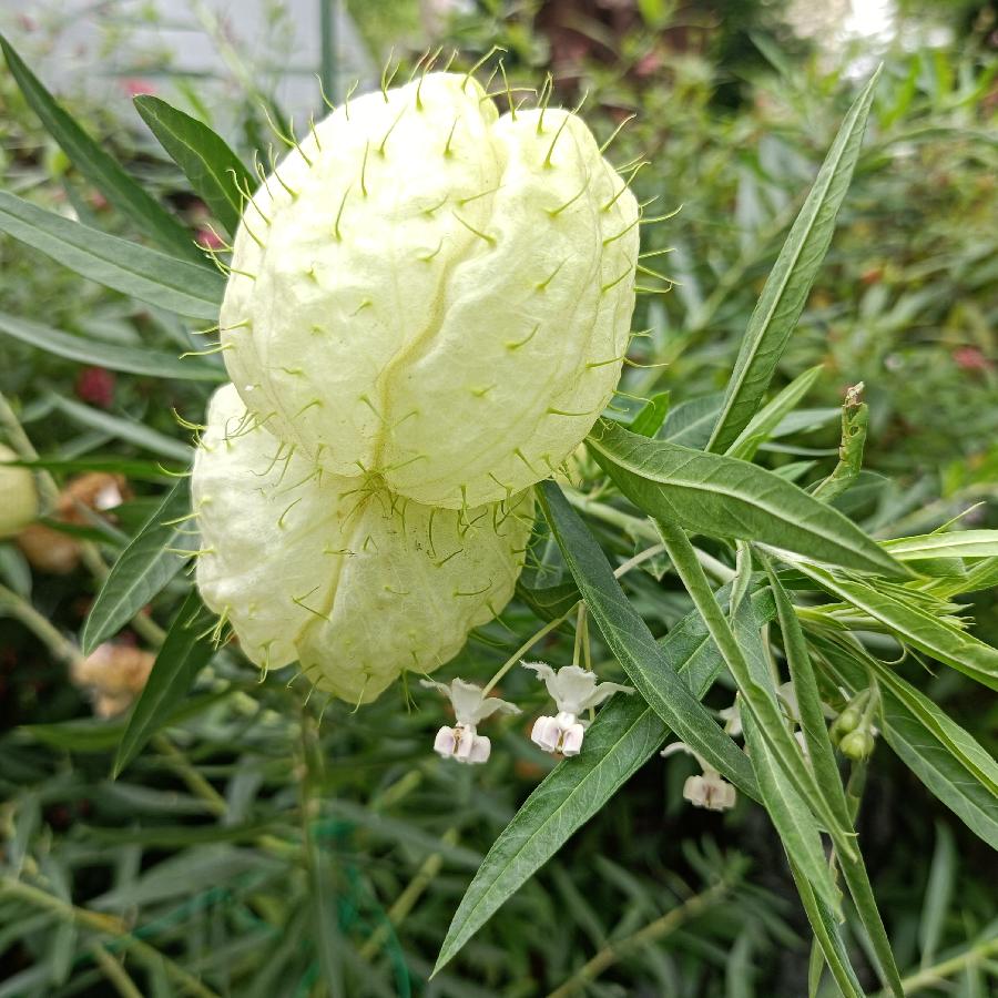 繁花似锦觅安宁（图21）