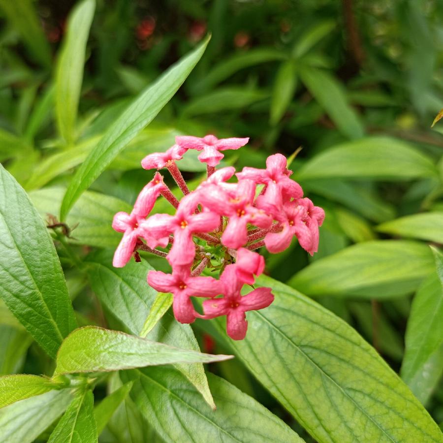 繁花似锦觅安宁（图22）