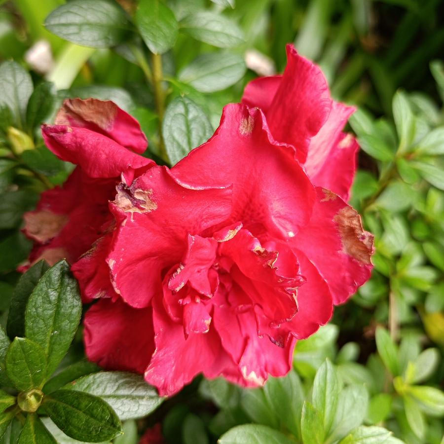繁花似锦觅安宁（图23）
