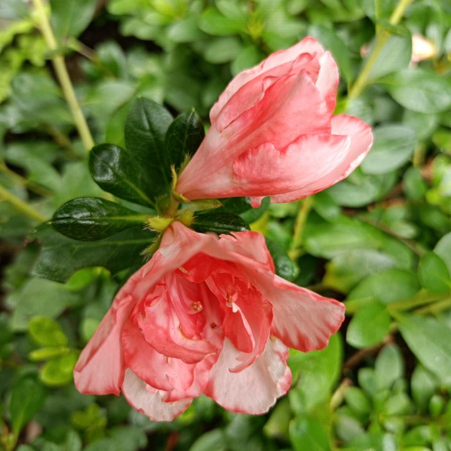 繁花似锦觅安宁（图24）