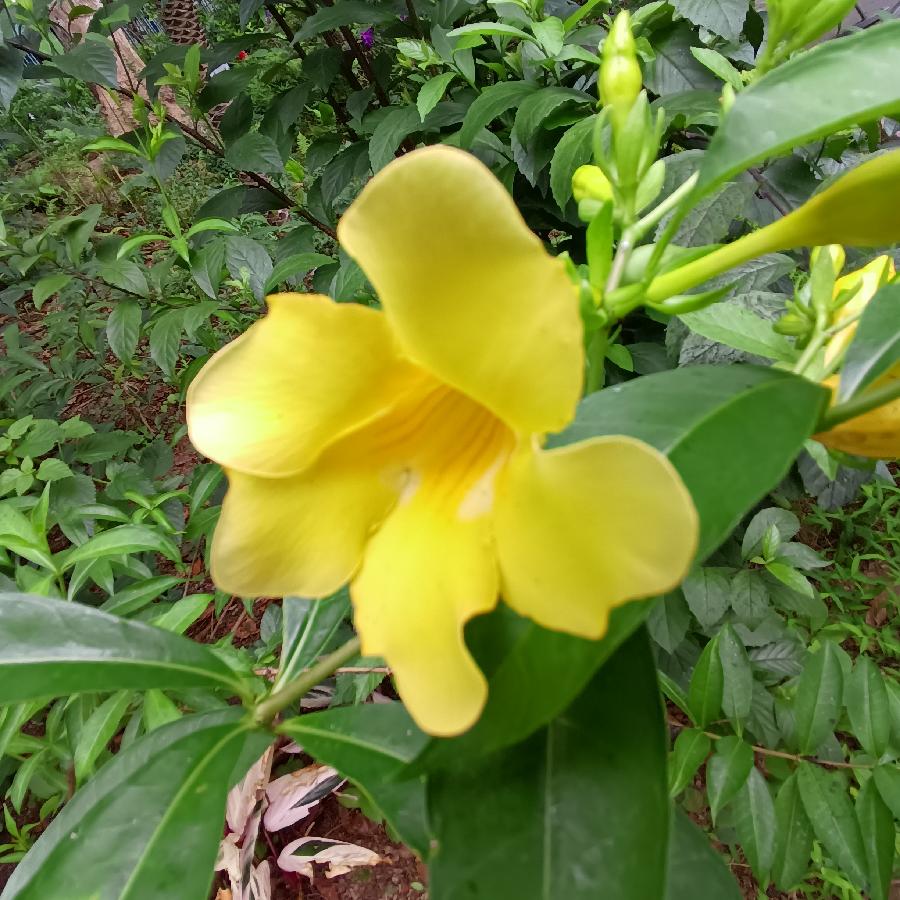 繁花似锦觅安宁（图26）