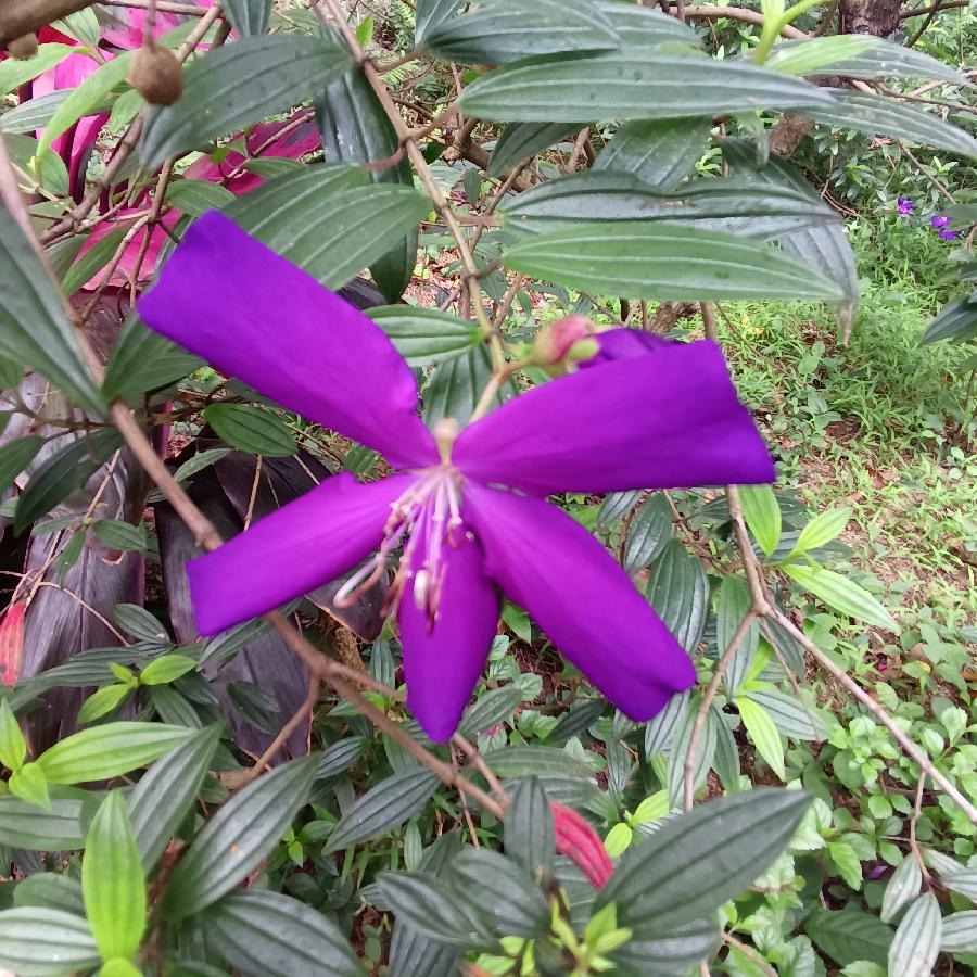繁花似锦觅安宁（图25）