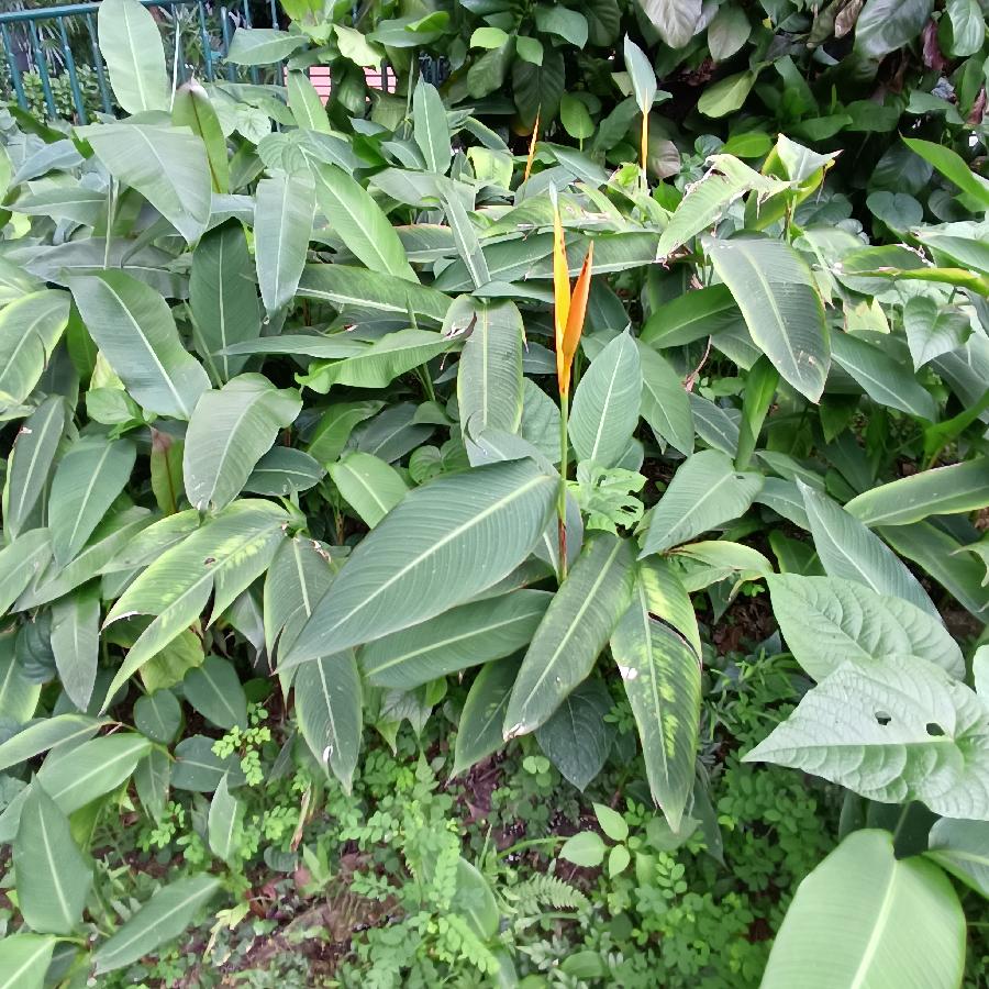 繁花似锦觅安宁（图27）