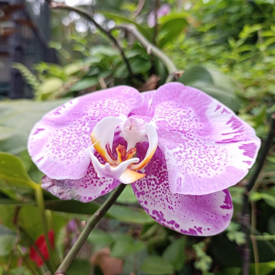 繁花似锦觅安宁（图29）