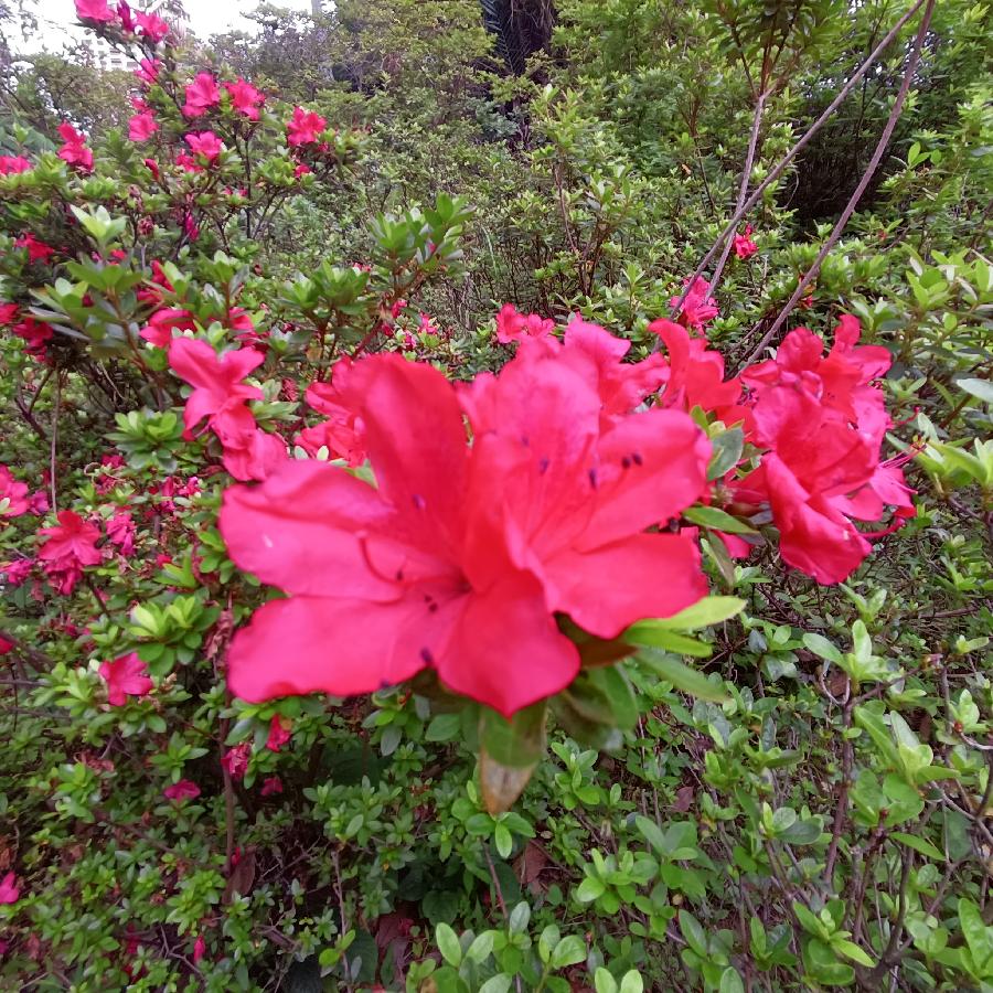 繁花似锦觅安宁（图30）