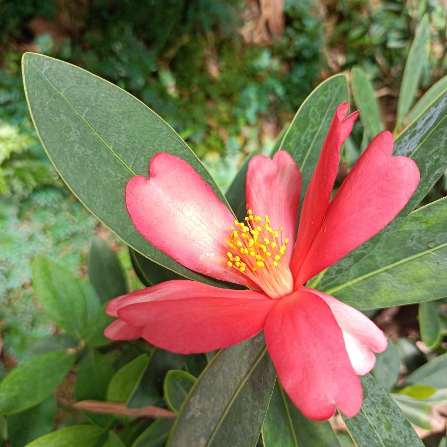 繁花似锦觅安宁（图28）