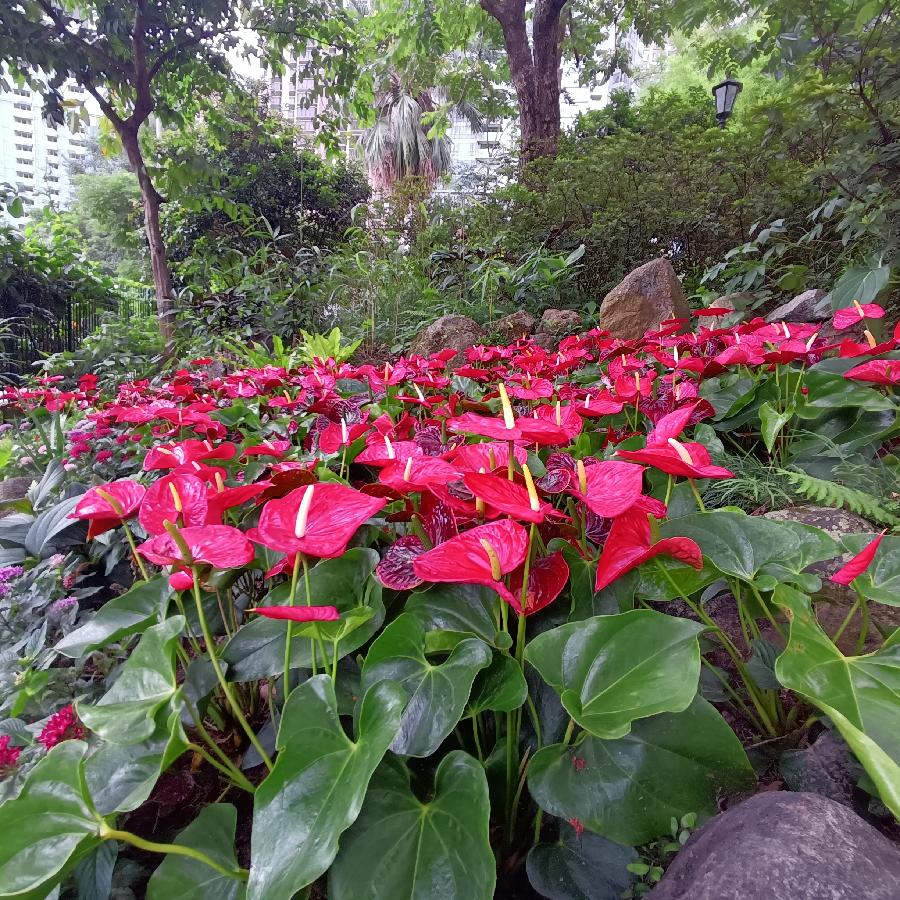 繁花似锦觅安宁（图31）