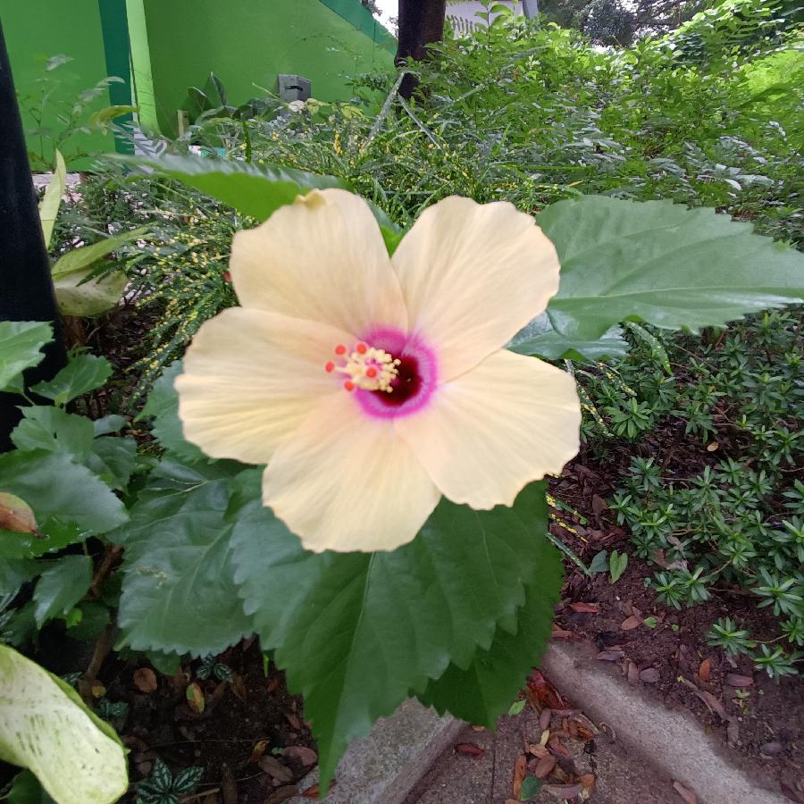 繁花似锦觅安宁（图33）