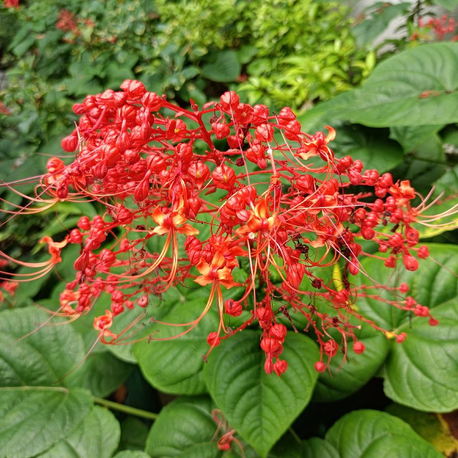 繁花似锦觅安宁（图35）