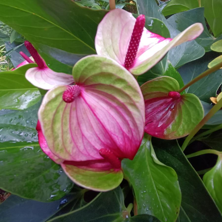 繁花似锦觅安宁（图36）