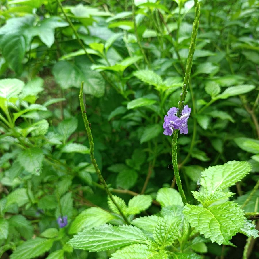 繁花似锦觅安宁（图38）