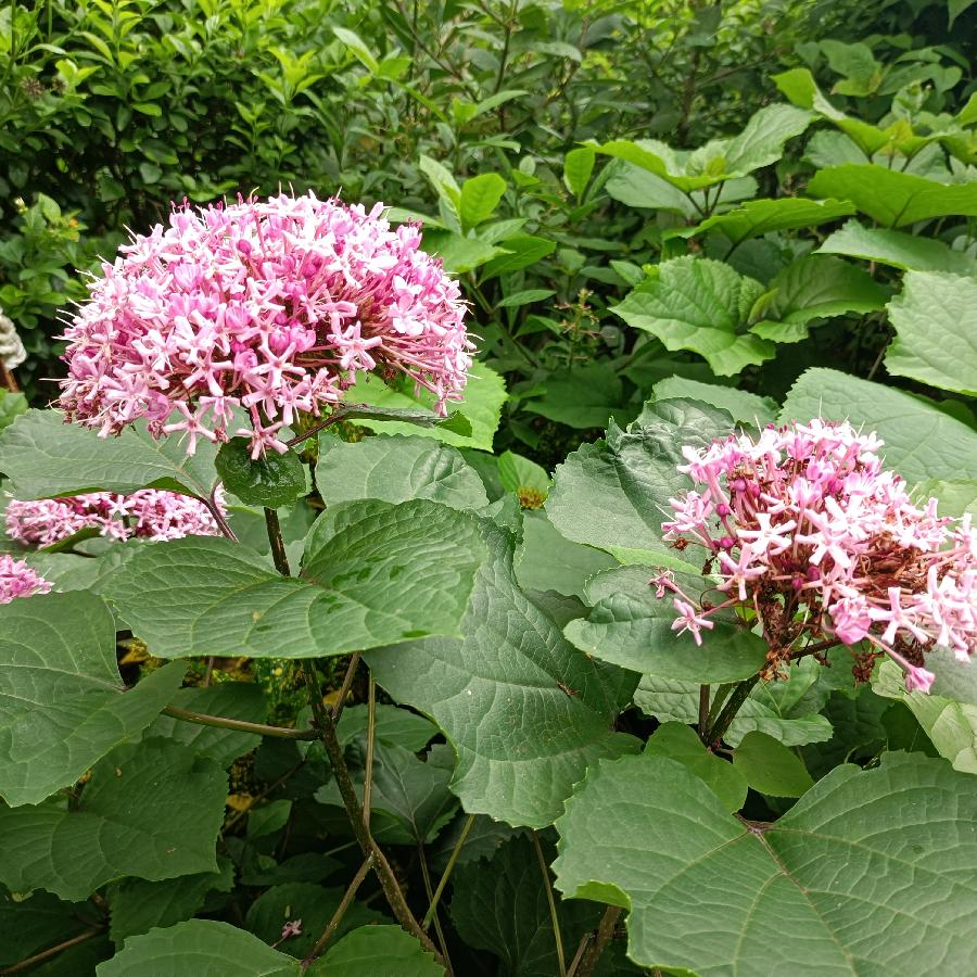 繁花似锦觅安宁（图39）