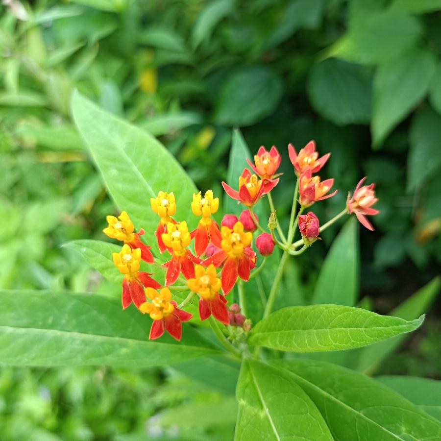 繁花似锦觅安宁（图40）