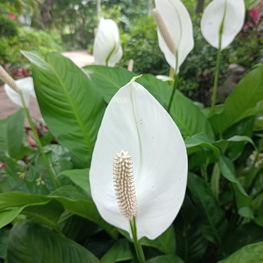 繁花似锦觅安宁（图43）