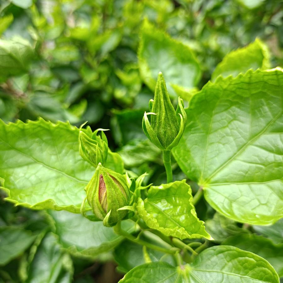 繁花似锦觅安宁（图44）