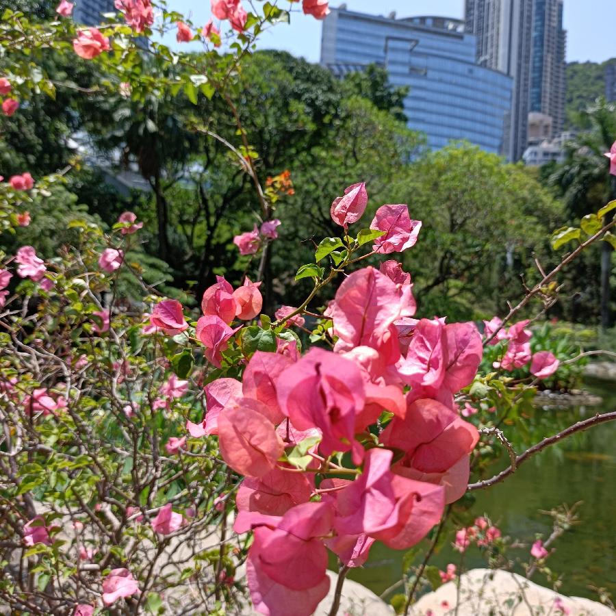 繁花似锦觅安宁（图48）