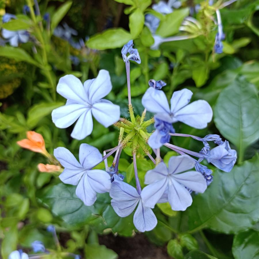 繁花似锦觅安宁（图51）