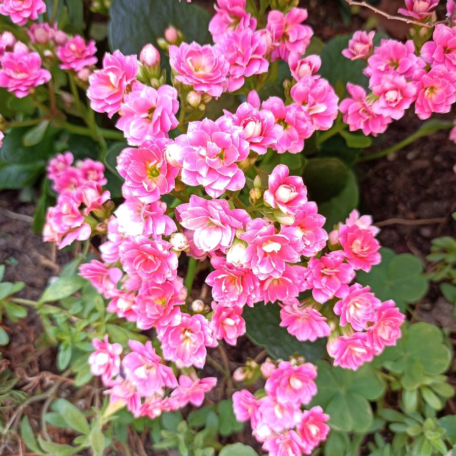 繁花似锦觅安宁（图52）