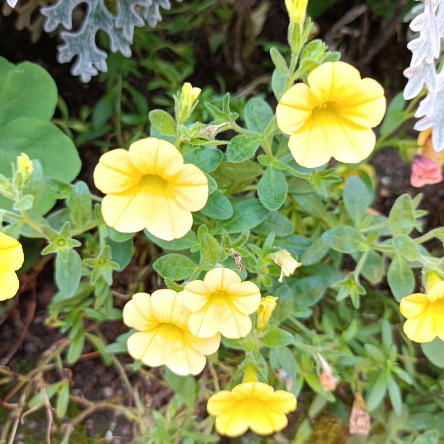 繁花似锦觅安宁（图53）