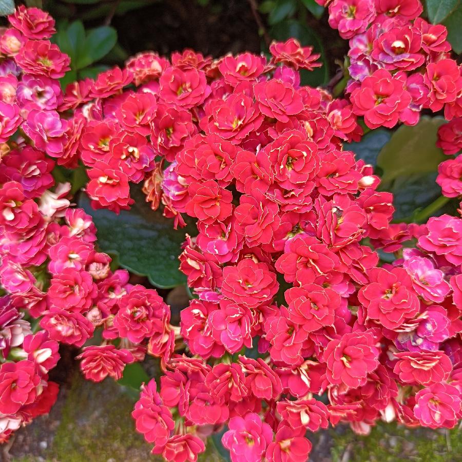 繁花似锦觅安宁（图55）