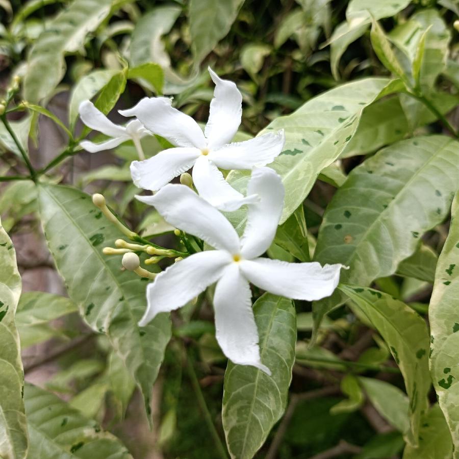 繁花似锦觅安宁（图56）