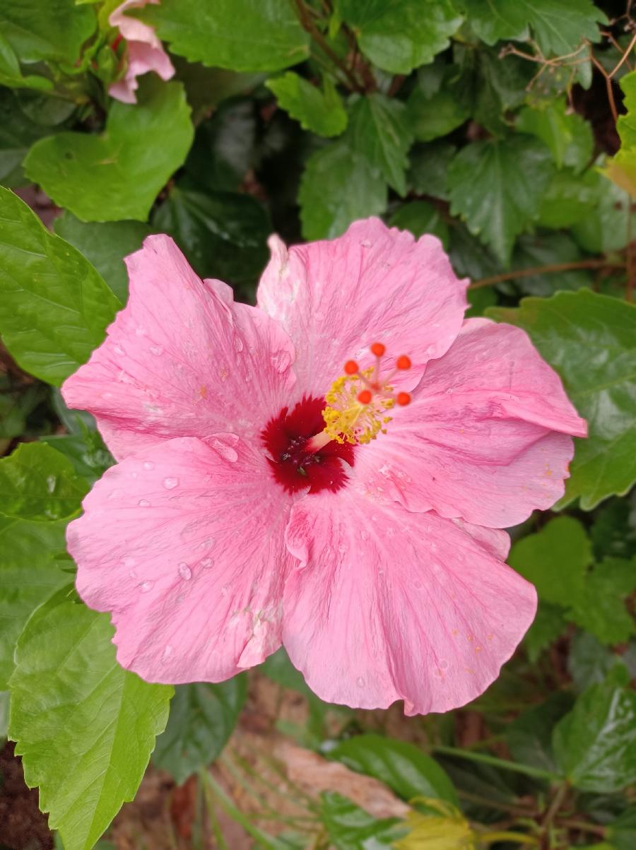 繁花似锦觅安宁（图58）