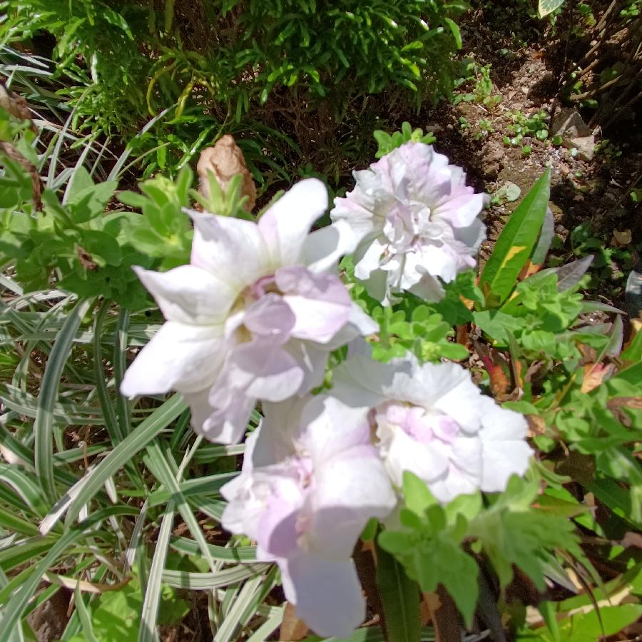 繁花似锦觅安宁（图59）