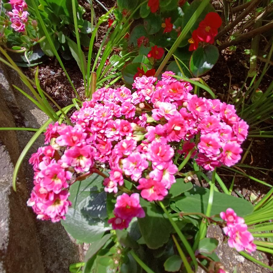 繁花似锦觅安宁（图60）
