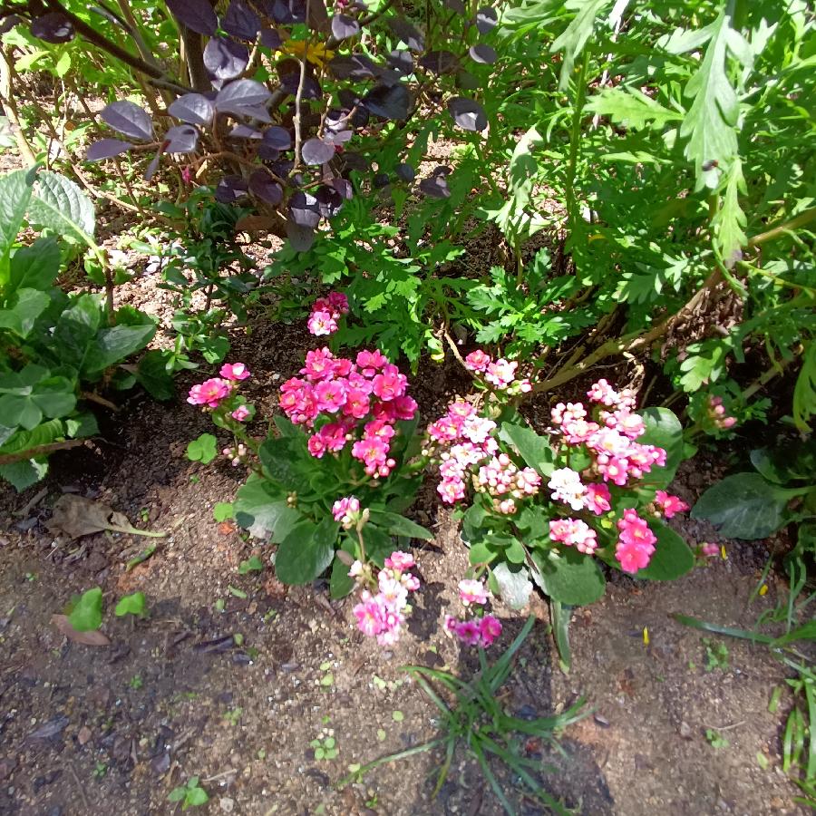 繁花似锦觅安宁（图61）