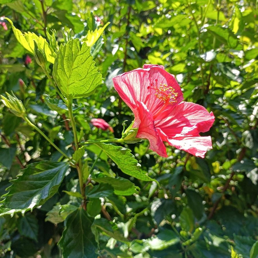 繁花似锦觅安宁（图65）