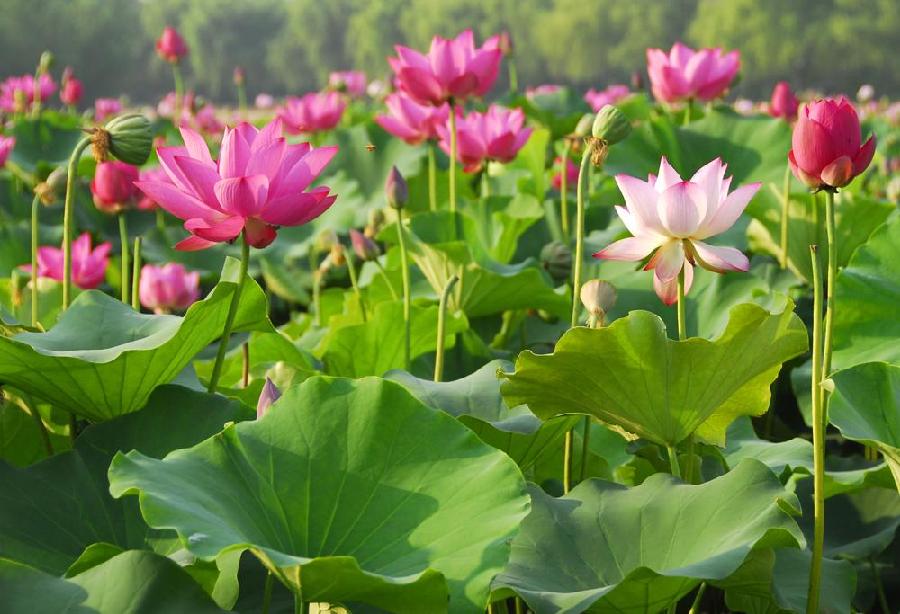 中华诗艺九江格律诗词精品鉴赏(合辑)第1450期(图44)