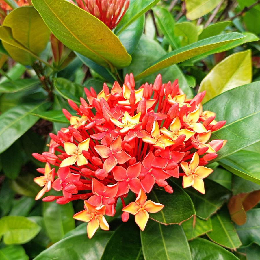 繁花似锦觅安宁（图67）
