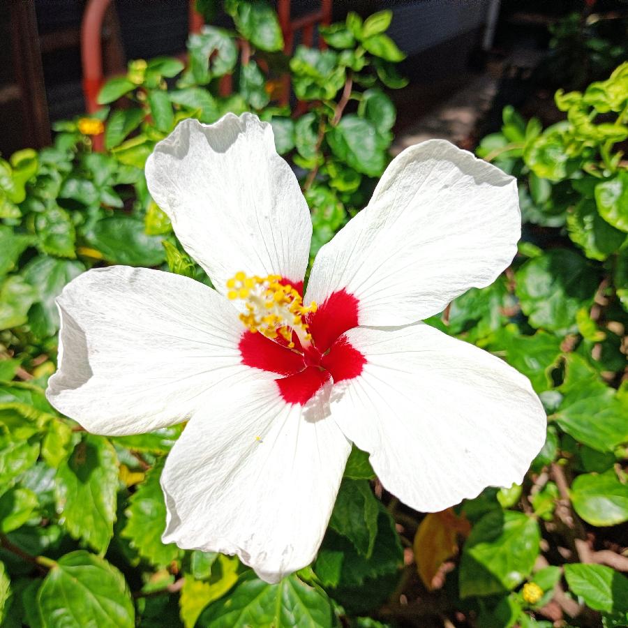 繁花似锦觅安宁（图69）