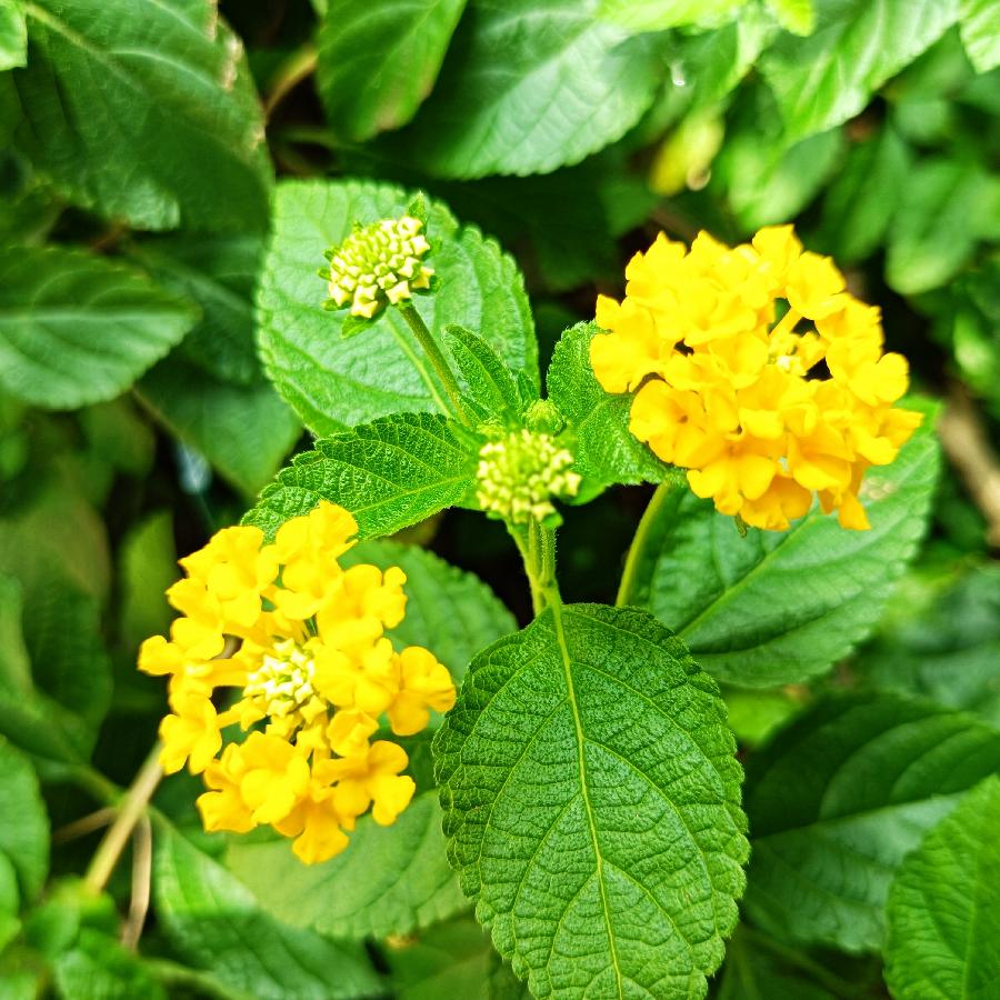 繁花似锦觅安宁（图70）