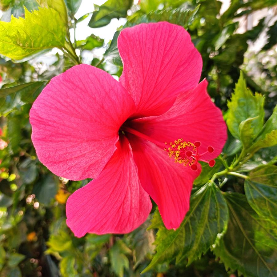 繁花似锦觅安宁（图71）