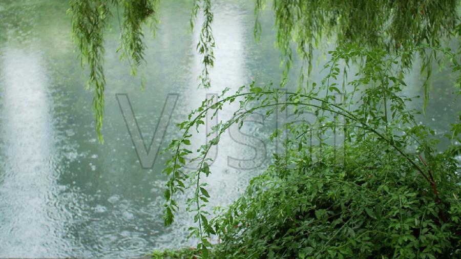 听雨 文/华美乐章